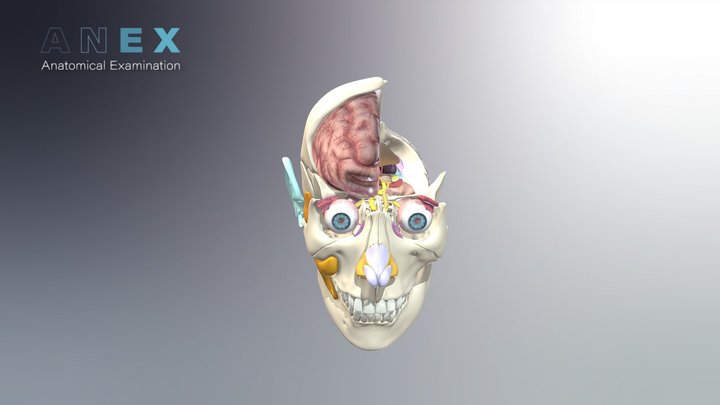 Neuro Anatomy with Skull 3D Model