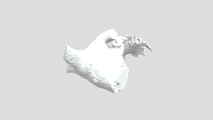 Левое предсердие Коб 3D Model