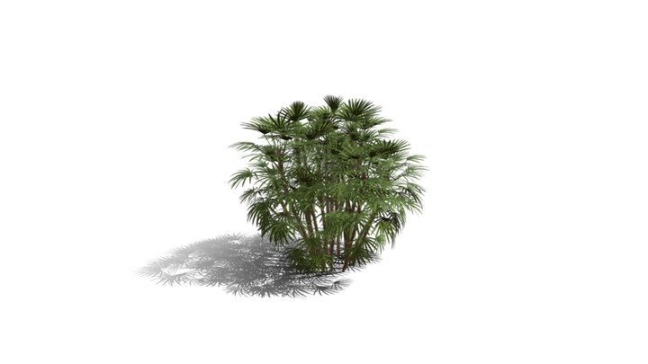 Realistic HD Bamboo palm (10/30)