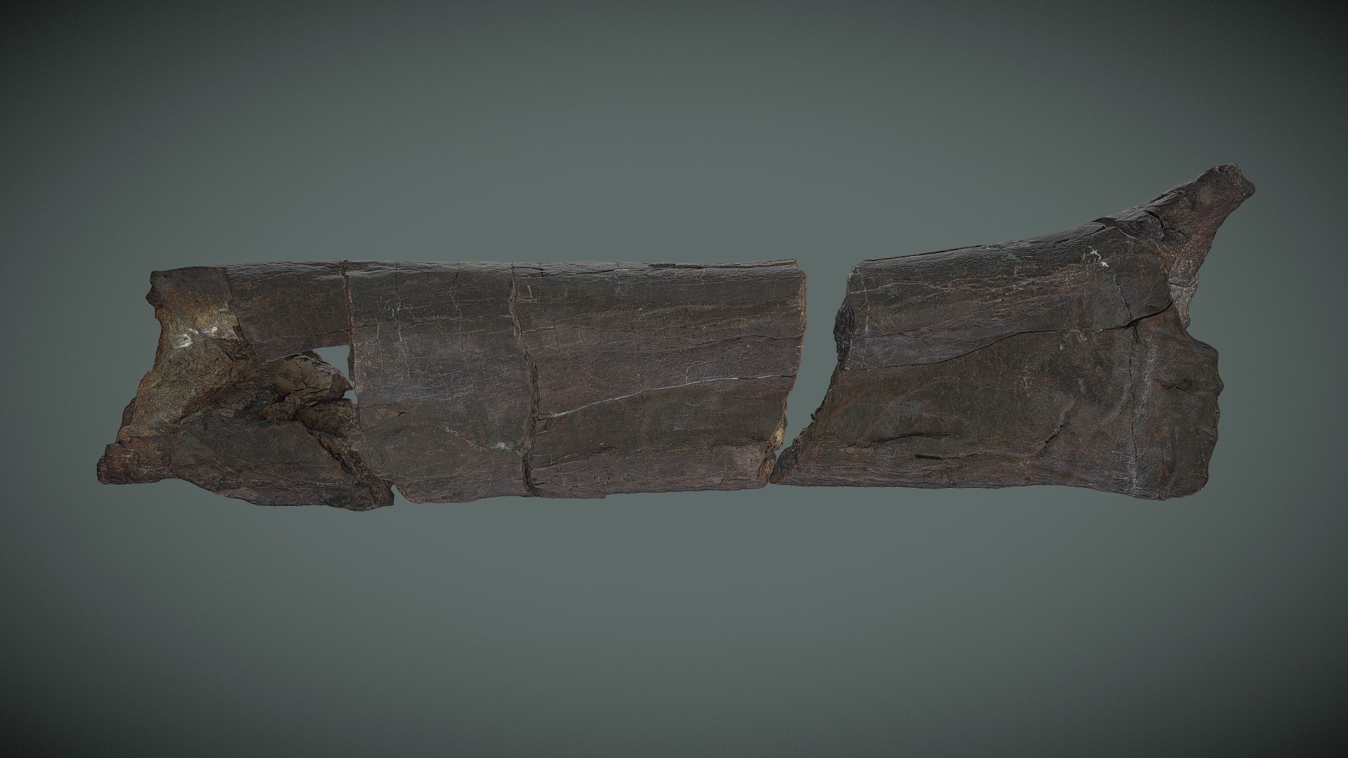 T-Rex 'Titus' Tibia (Parts A - E) - 3D model by ThinkSee3D [3e4bffc ...