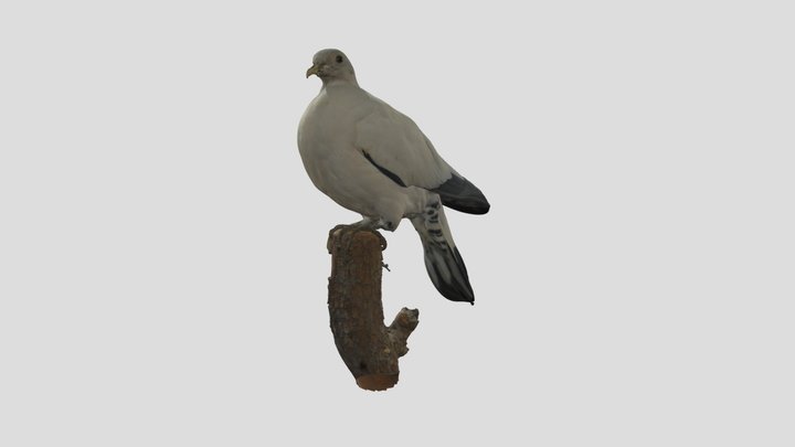 Mounted Torres Strait Pigeon Specimen 3D Model