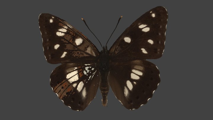 Limenitis Reducta – Modello 3D gratuito STL