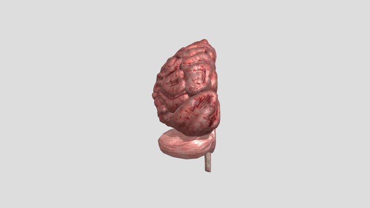 Brain 3D Model