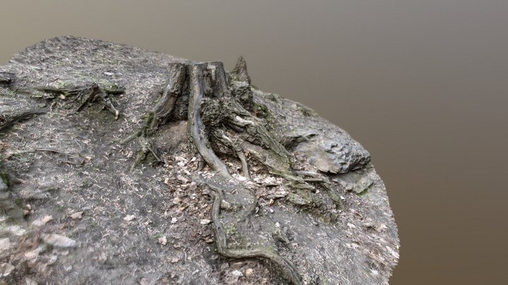 Tree stump in the slope 3D Model