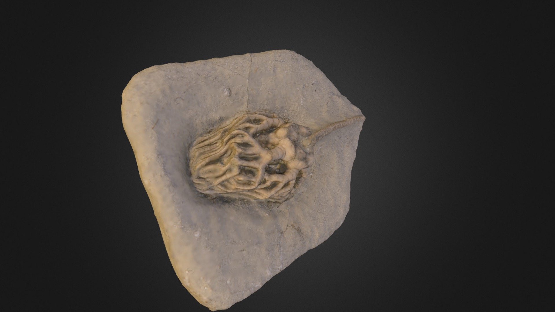 DENİZ LALESİ (CRINOID)