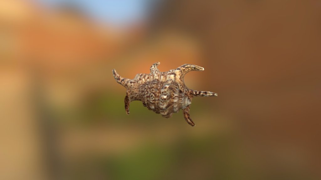 Shell Harpago chiragra