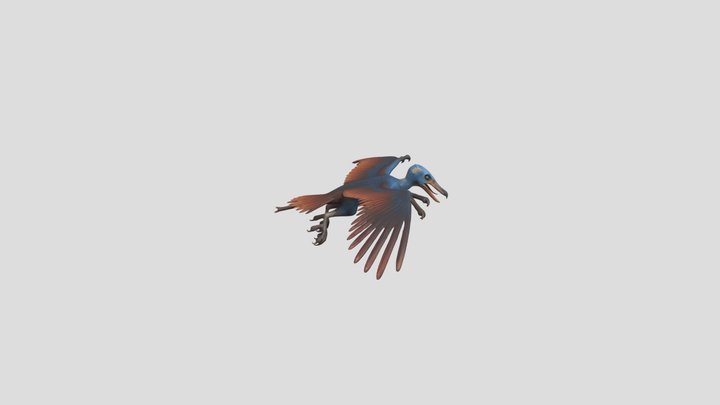 archeopteryx in color 3D Model