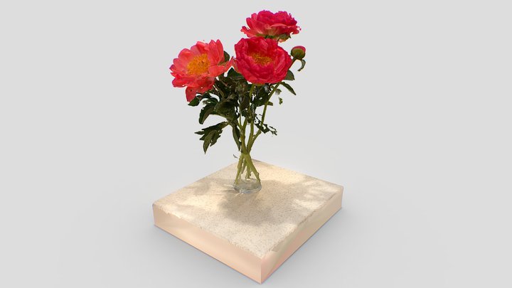 Peony Flowers 3D Model