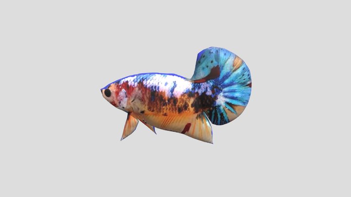 Cupang-1 3D Model