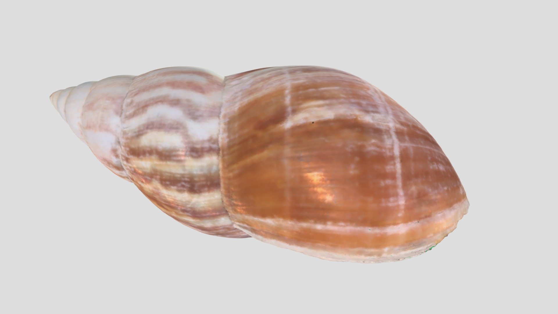 アフリカマイマイ アフリカマイマイ / East african land snail - 3D model by tiganeh