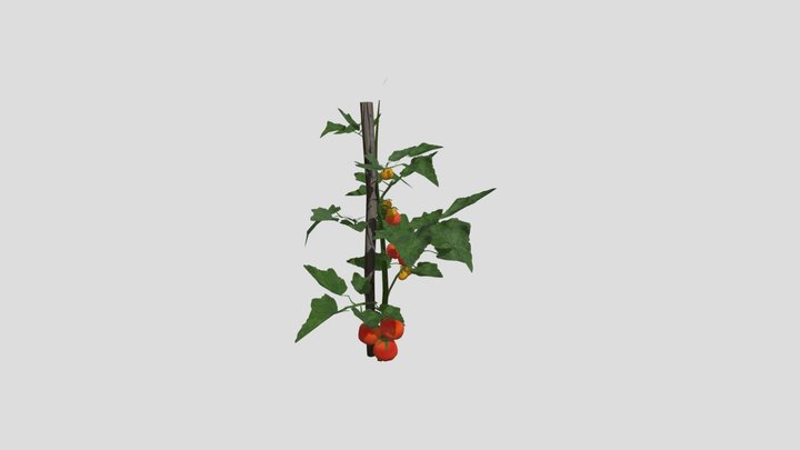 Crop Tomatoes 3D Model