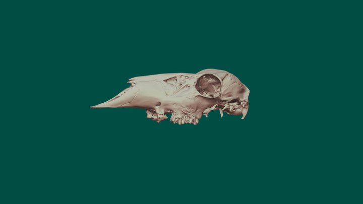 White-tailed Deer cranium 3D Model