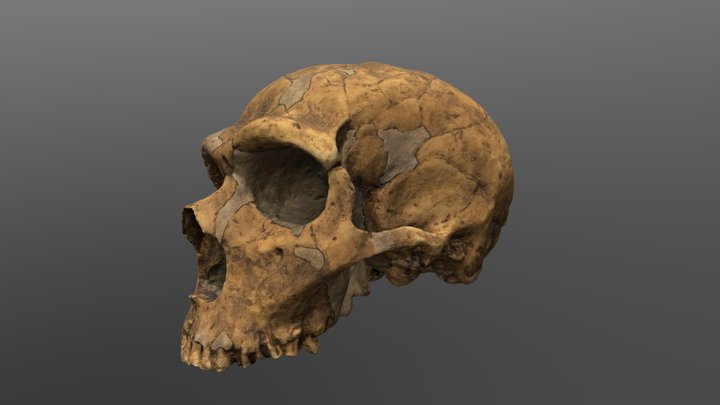 Homo neanderthalensis Cranium (Sawyer-Maley) 3D Model