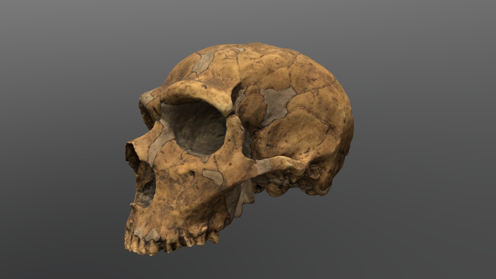 Homo neanderthalensis Cranium (Sawyer-Maley) - 3D model by