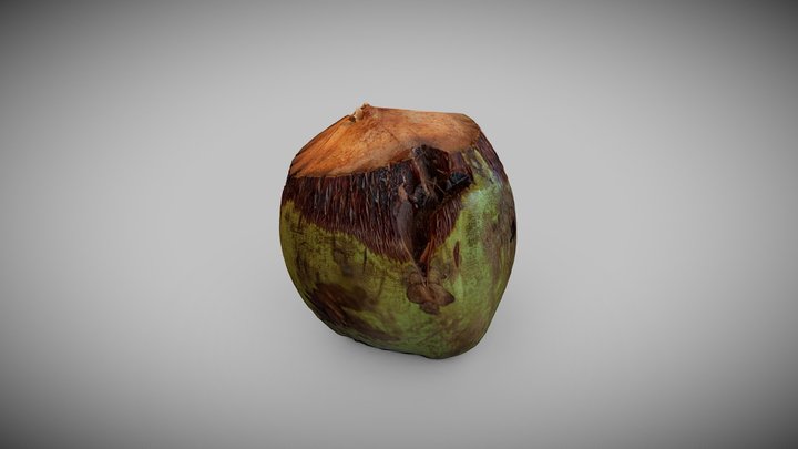 Oman - coconut 3D Model