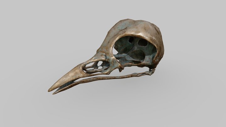 Bird_skull 3D Model