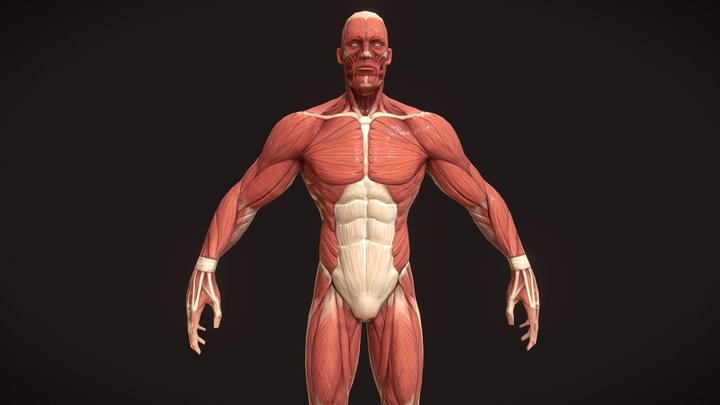 Stylized Superhero anatomy 3D Model