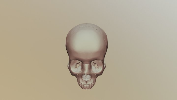 Skull 1 3D Model