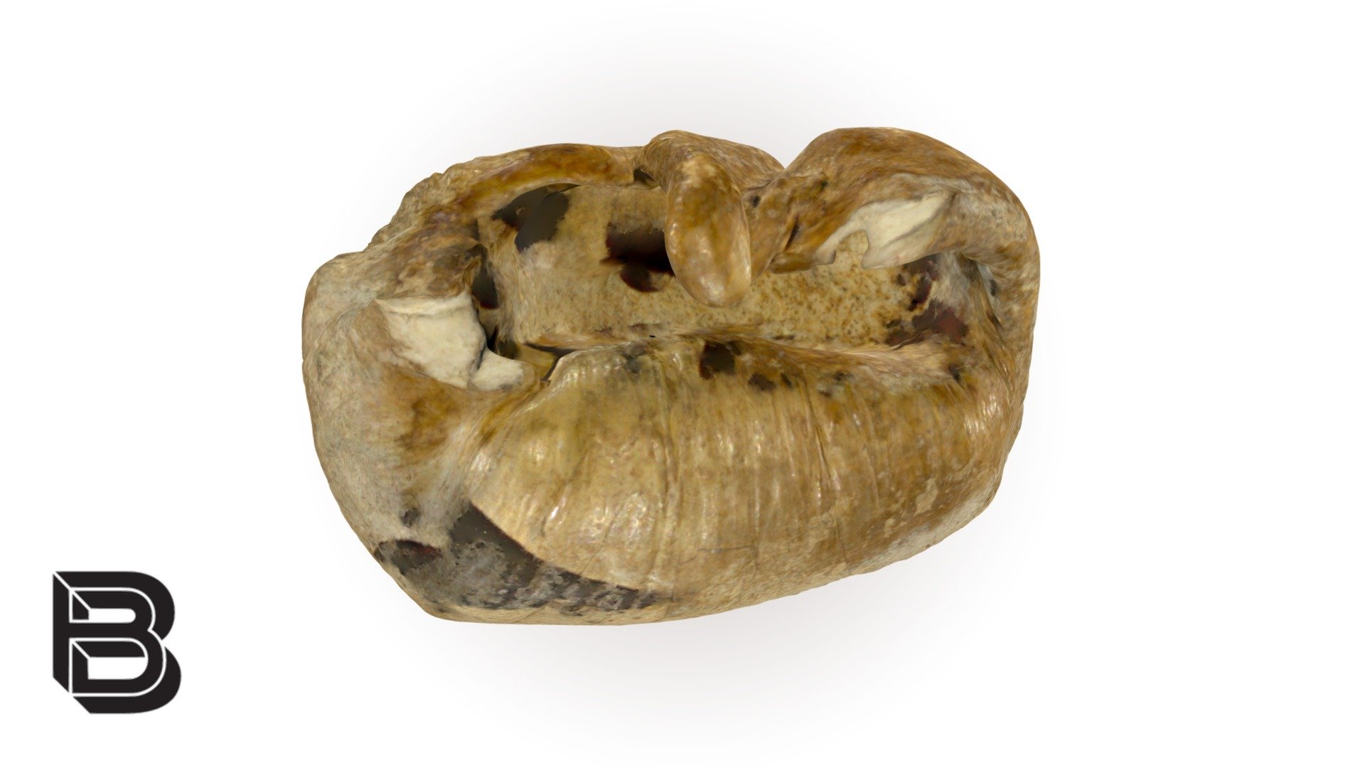 Whale Ear Bone Fossil 3d Model By The Bishop Museum Of Science And