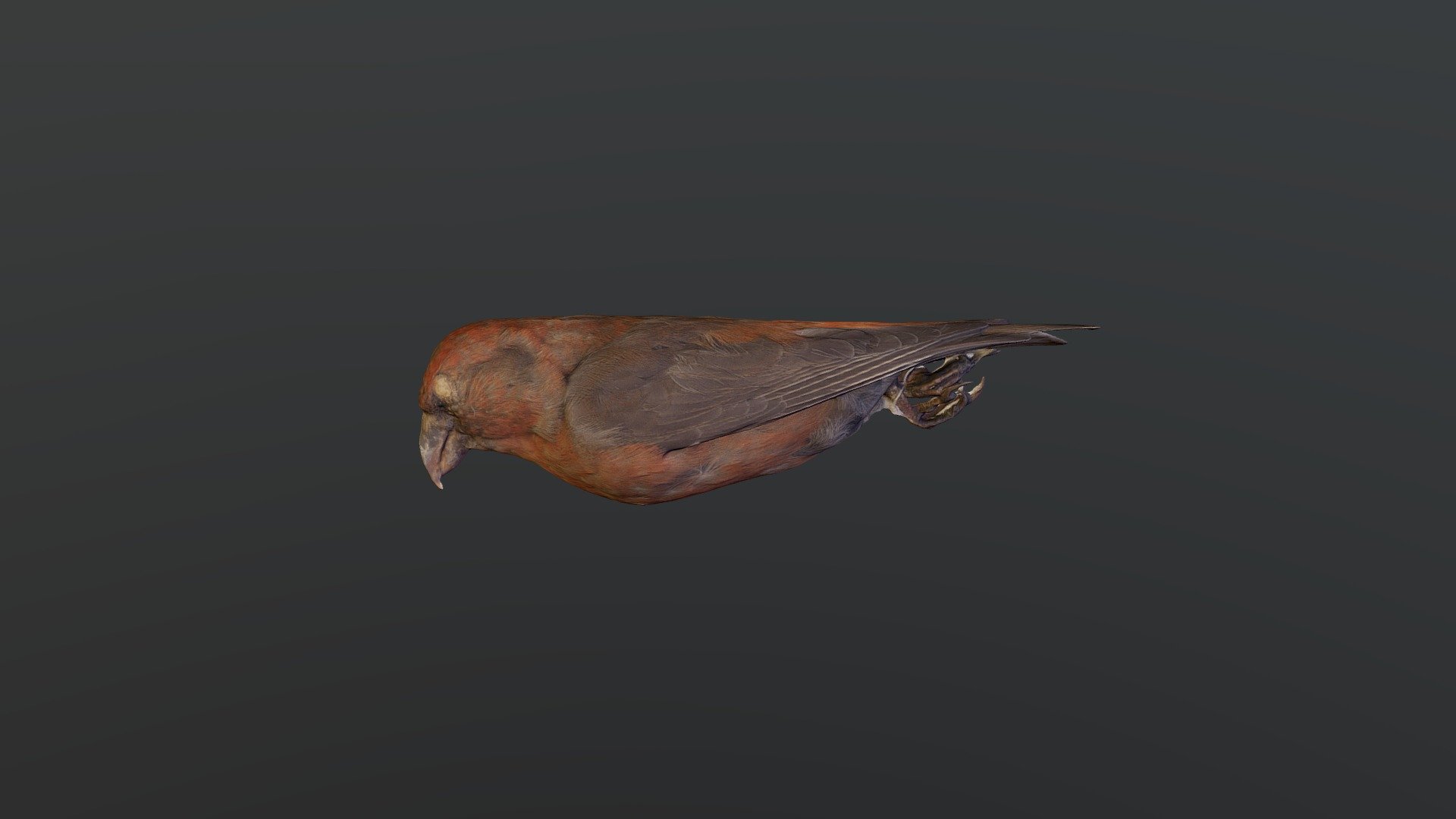 Red Crossbill - Loxia curvirostra