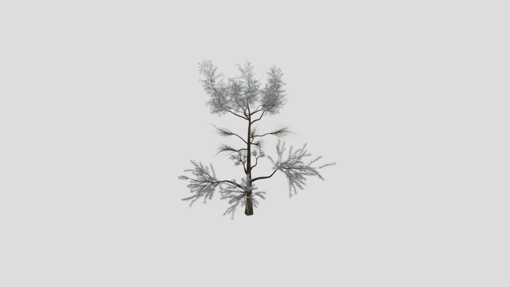 Sj Amber Drift Pine Tree
