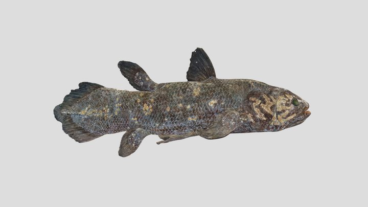 Coelacanthe 3D Model