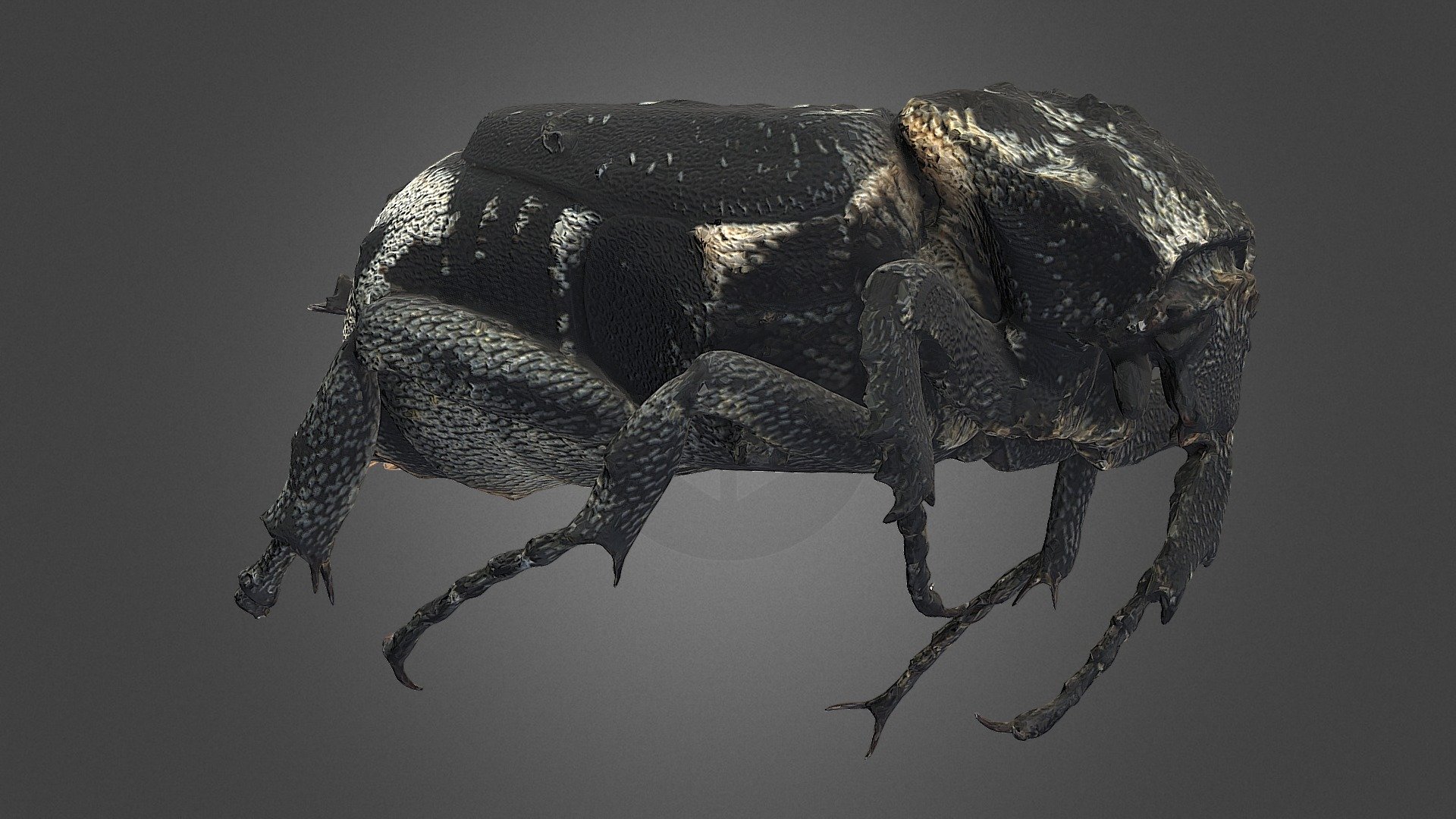 Valgus hemipterus