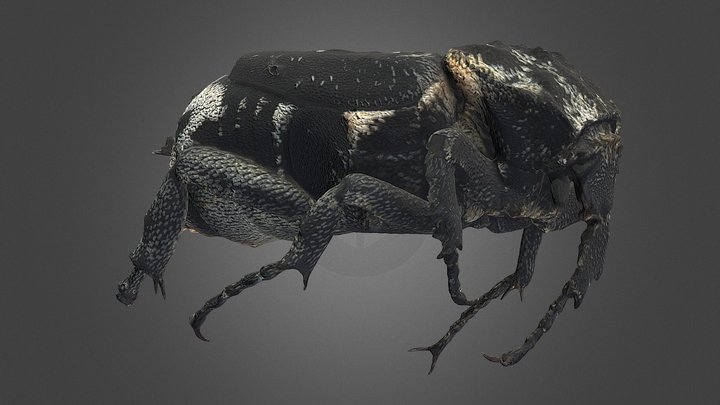 Valgus hemipterus – Free 3D Model STL