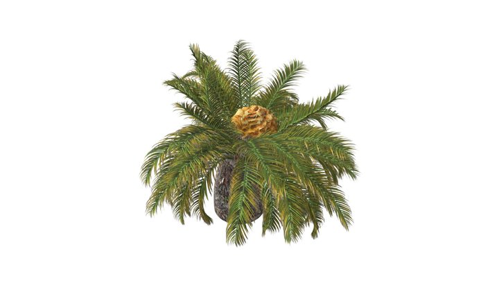 Sago Palm Tree #04 3D Model