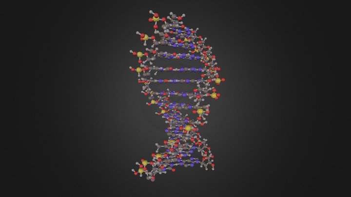 Human DNA 3D Model