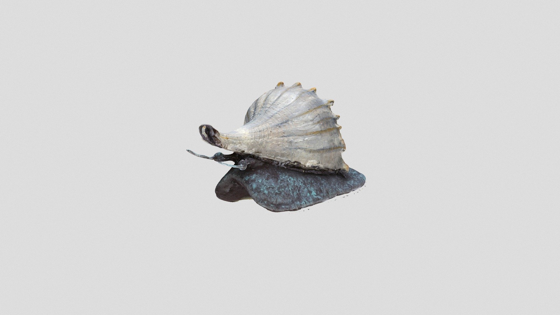 Ricostruzione di Gastropoda