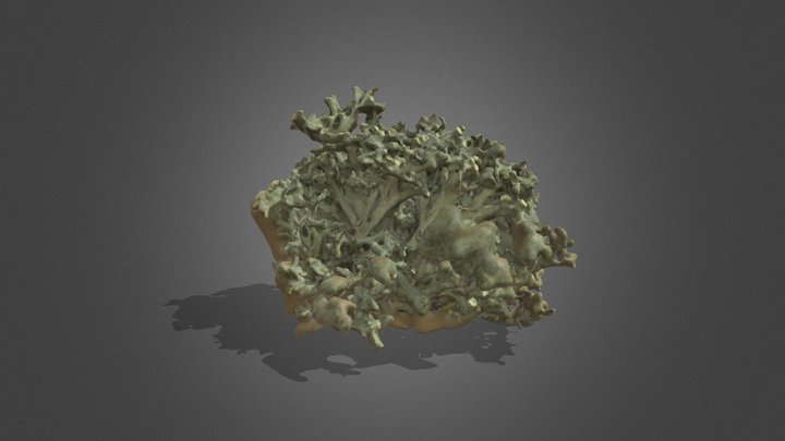Lichen test-1 3D Model