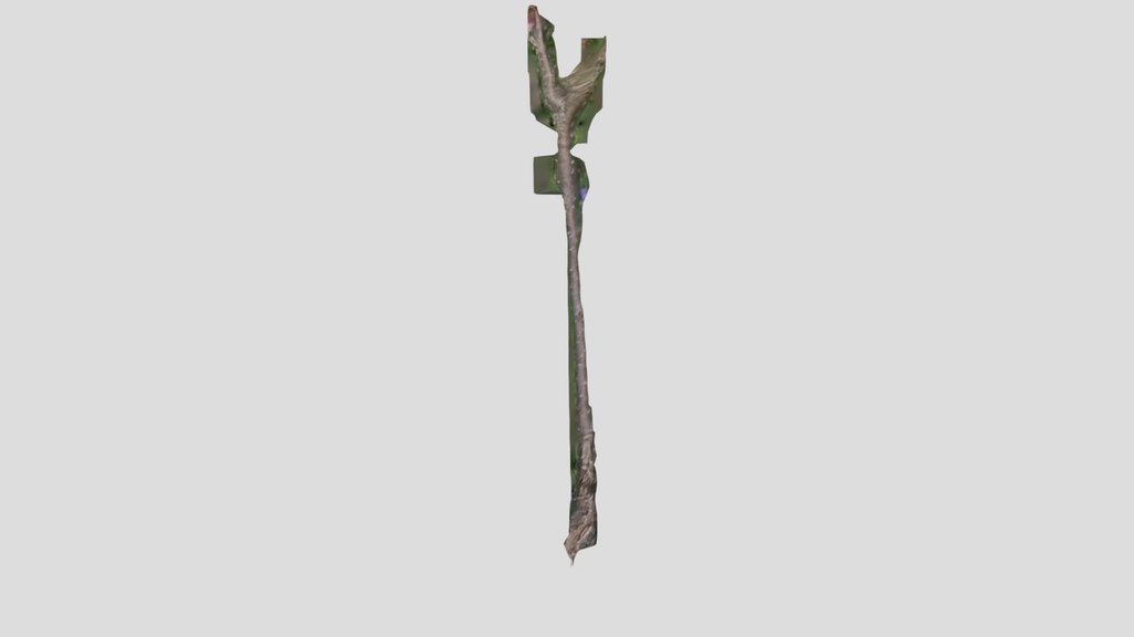 Prunus