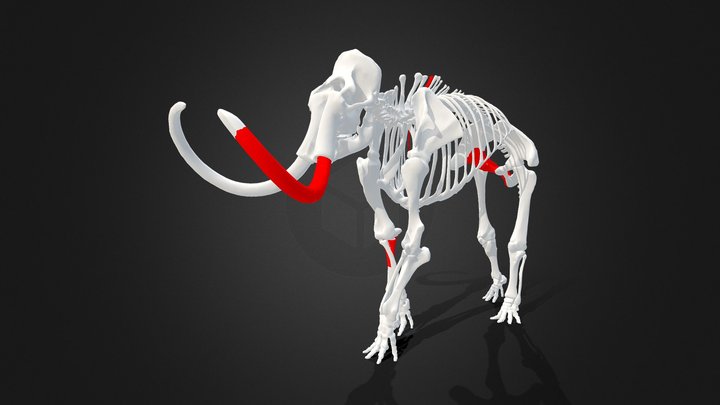 Risch-Rotkreuz ZG, partial mammoth skeleton 3D Model