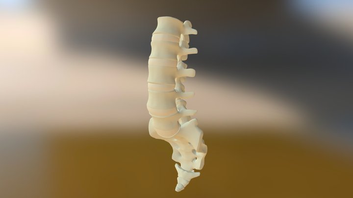 Lumbar Vertebrae 3D Model