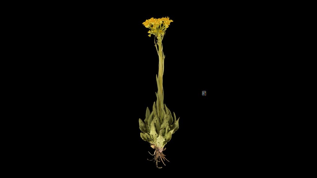 CC0 オカオグルマ Field Fleawort