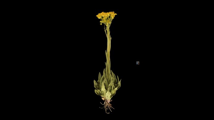 CC0 オカオグルマ Field Fleawort – Modello 3D gratuito STL