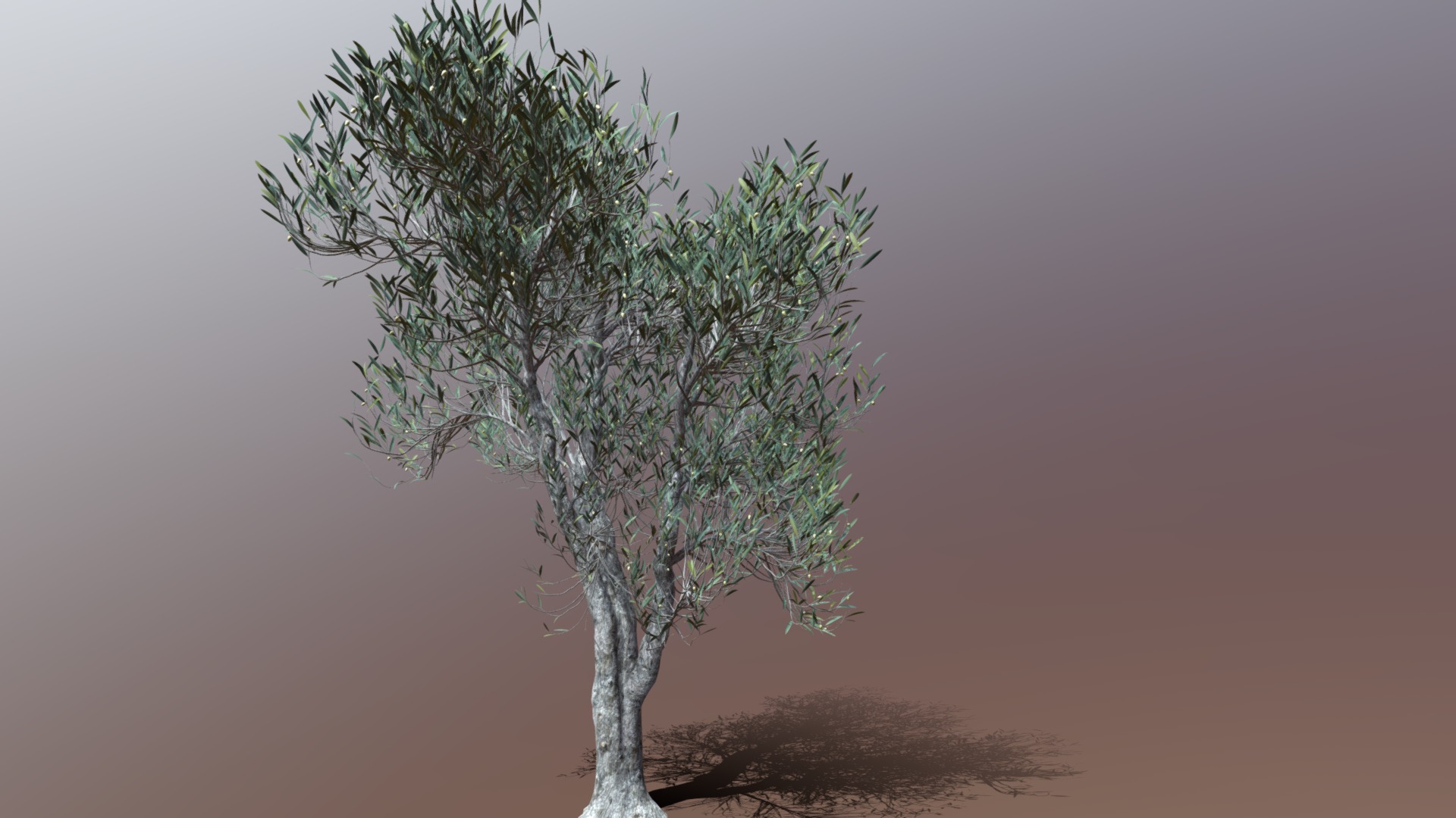 3D model GTV Olea Europaea Olive Tree Deco A - This is a 3D model of the GTV Olea Europaea Olive Tree Deco A. The 3D model is about a tree with a shadow.