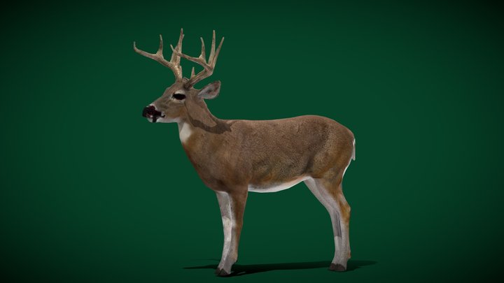 Male-deer 3D models - Sketchfab