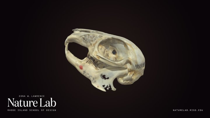 Cottontail Rabbit Skull