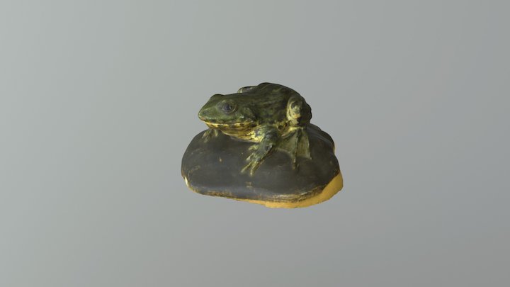 Голяма водна жаба (Pelophylax ridibundus) 3D Model