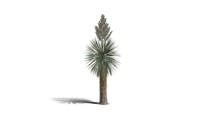 Realistic HD Beaked yucca (13/30) 3D Model