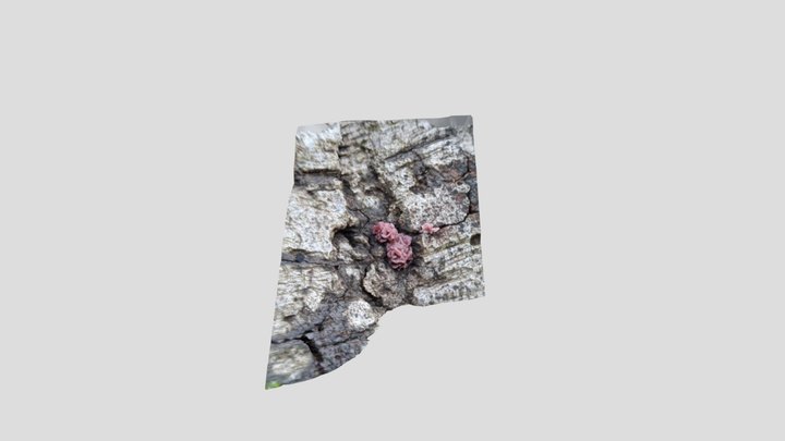 Jelly drops Fungus – Modello 3D gratuito STL