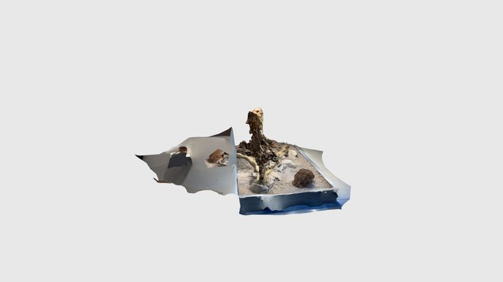 Petrified forest museum 3D Model