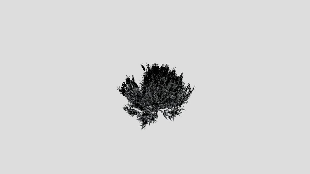 Shurb Caryopteris Bluebeard Animated