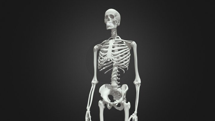HumanSkeleton 3D Model