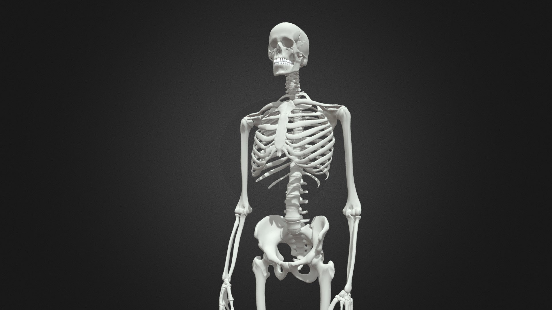 HumanSkeleton 3D model by mwdesign [3ea3a67] Sketchfab