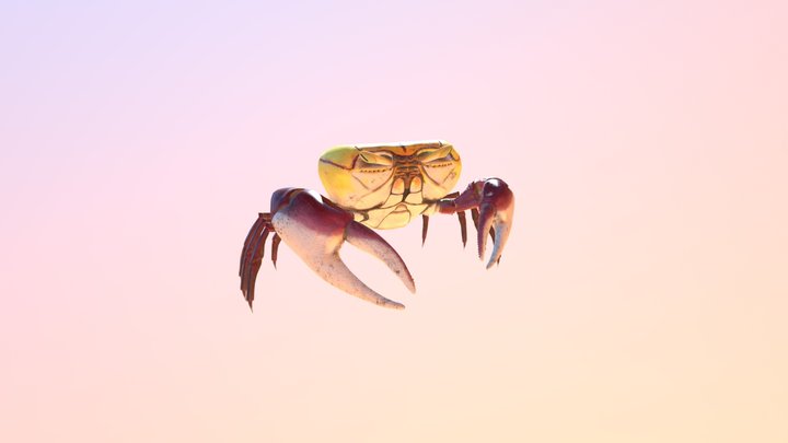 Uça Crab 3D Model