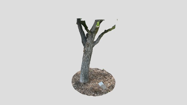 Burr Oak At The Pony Express 3D Model
