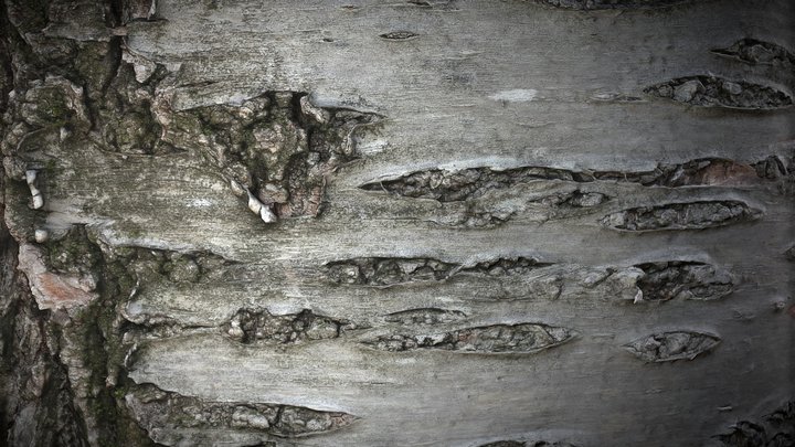 Tree Stump Close up 3D Model